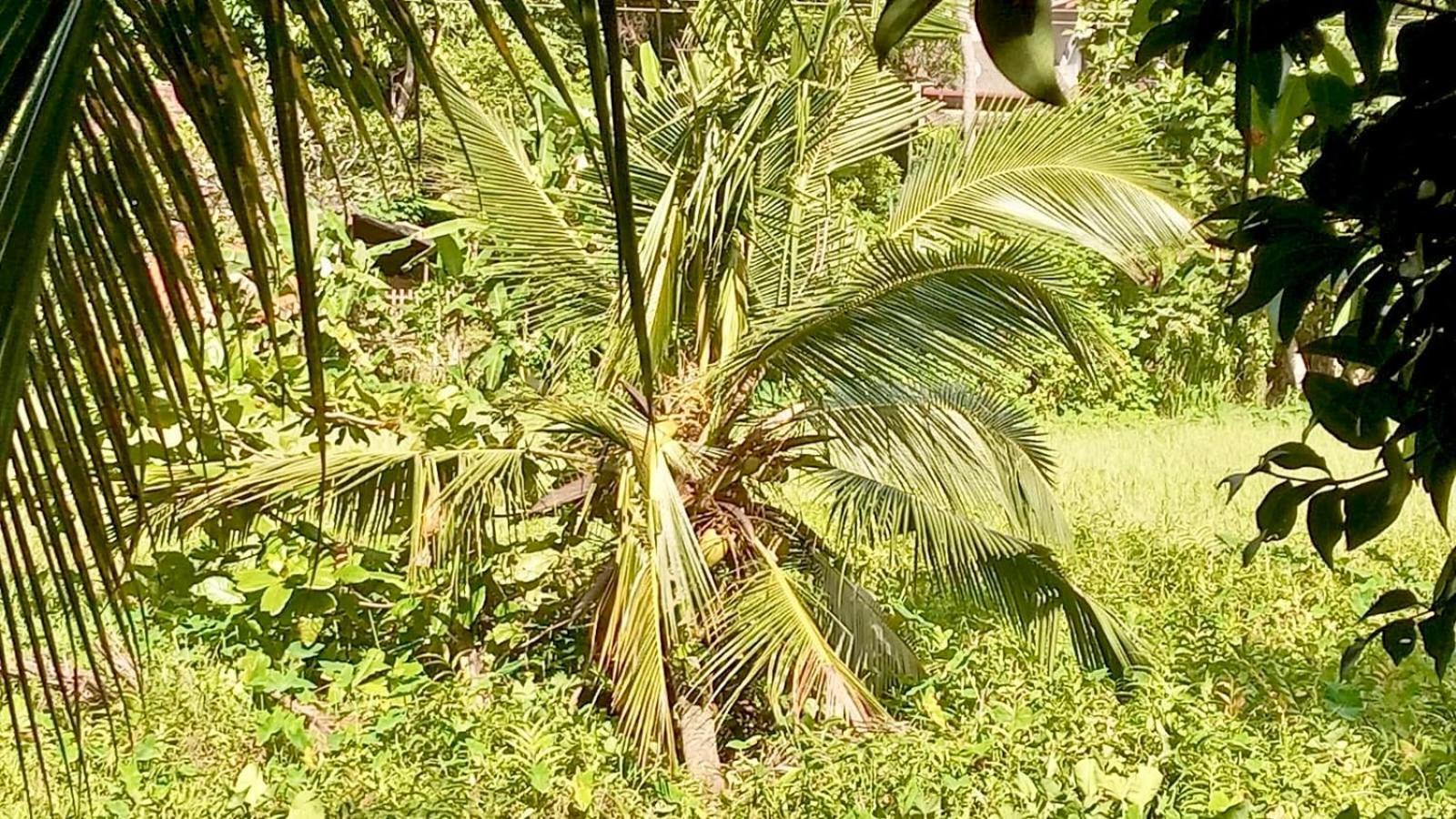 Paddy Close By Sri Yoga Shala Appartement Unawatuna
